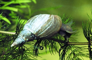 Spitzschlammschnecke